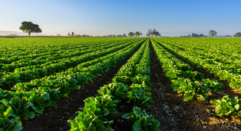 Land Sector and Removals Standard